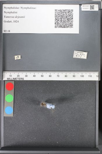 Media type: image;   Entomology 92871